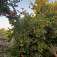 فروش باغ انار|خدمات باغبانی و درختکاری|کوهدشت, |دیوار