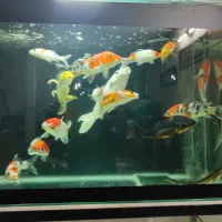 آکواریوم ماهی کوی