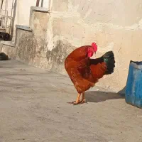 خروس محلی|حیوانات مزرعه|گرگان, |دیوار