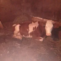 گاو سمینتال باگوساله نر