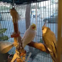 عروس هلندی|پرنده|فردیس, سپید دشت|دیوار