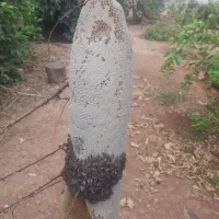 عسل خالص طبیعی