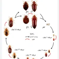 سمپاشی ساس کنه کبوتری جوندگان تضمینی
