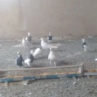 طوقی|پرنده|دهگلان, |دیوار