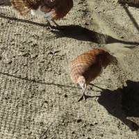 بوقلمون بروبرون انگلیسی