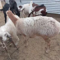 فروش پاجن پنجاب سانان قندوزی|حیوانات مزرعه|سراوان, |دیوار