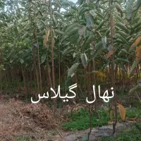 نهالستان پارس درخت گیلاس نهال
