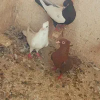 ماده  سینه  ماده تافته ای ماده سفید