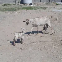 بز هیکلی و شیری