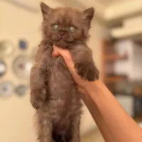 واگذاری فوری بریتیش اسکاتیش