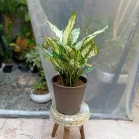 گلخانه|گل و گیاه طبیعی|خوی, |دیوار