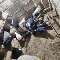 کبوتر کوله ایی|پرنده|هیرمند, |دیوار