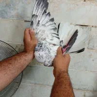 کفتر دمسفید
