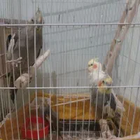 عروس هلندی