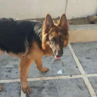 ژرمن نر یکساله فوری