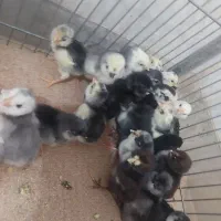 جوجه یه روزه گلین اصل فول کیفیت