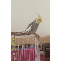 فروش عروس هلندی