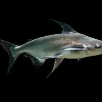 چانا لیمباتا پنگوسی درشت آروانا درشت ردتیل درشت|ماهی|همدان, |دیوار