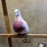 کبوتر|پرنده|شهر ری, شهادت|دیوار