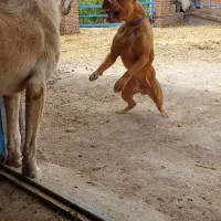 واگذاری سگ خراسانی پژدر سرابی آلابای ژرمن پیتبول|سگ|نوده خاندوز, |دیوار