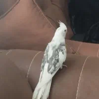 عروس هلندی|پرنده|مشهد, شهرک مهرگان|دیوار