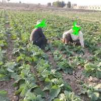 بذر برگ زرد
