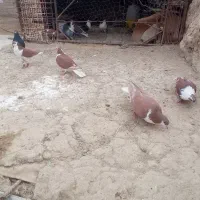 چند لنگ کبوتر   رنگه|پرنده|هامون, |دیوار