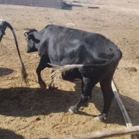 گاو چاق کشتاری|حیوانات مزرعه|اندیمشک, |دیوار