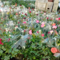 گل وگیاه|گل و گیاه طبیعی|محلات, |دیوار