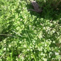 تره محلی ۱۰۰ تومن