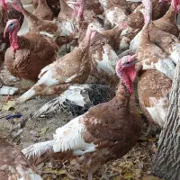 بوقلمون قرمز