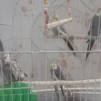 ۳تا نر یکی ماده فروش عروس هلندی با قفس نو