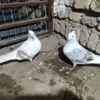 کبوتر خاص بدون خال همگی گلچین