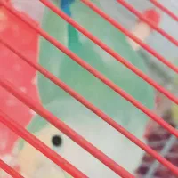 طوطی برزیلی|پرنده|پاکدشت, پاکدشت (مامازند)|دیوار