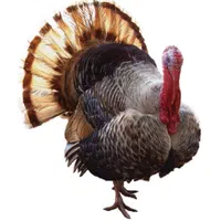 انواع کنسانتره و دان ذرت سویا بوقلمون مرغ بلدرچین|حیوانات مزرعه|بوکان, |دیوار