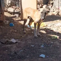 سگ نگهبان وگله|سگ|جوین, |دیوار