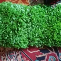 چمن سبز مصنوعی|گل مصنوعی|شیراز, ریشمک|دیوار