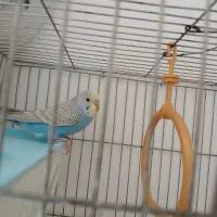 مرغ عشق نر و ماده|پرنده|سنندج, |دیوار