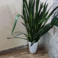 گیاه طبیعی|گل و گیاه طبیعی|شاهین‌شهر, عطار|دیوار