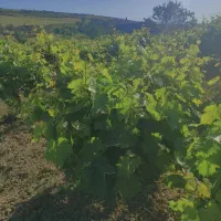 باغ انگور دیم روستای لنگر