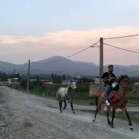 اسب و اخته ضمانتی