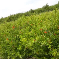 نهال انار رباب|خدمات باغبانی و درختکاری|ری, بی‌بی شهر بانو|دیوار