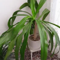 گل زیبا قیمت توافقی