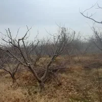 خدمات باغبانی هرس و.. ساختمانی و ویلا