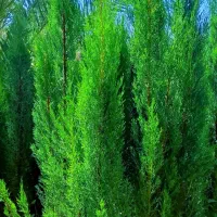 درخت سرو ناز اصلی شیراز