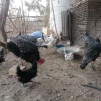 مرغ و خرو و بوقلمون|حیوانات مزرعه|کرج, حسن آباد|دیوار