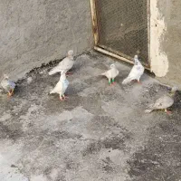 سرور