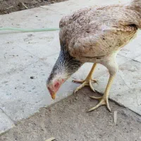 مرغ لاری اصل|حیوانات مزرعه|خاوران, |دیوار