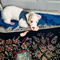 واگذاری توله نر سه ماهه|سگ|مشهد, طبرسی شمالی|دیوار