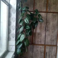 گل فیکوس سبز